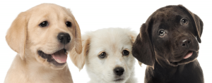 PUPPY ACCESSORIES
