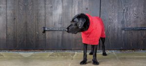DOG DRY COATS